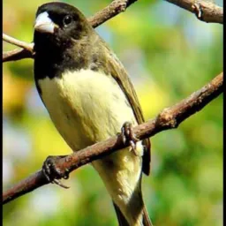 Passarinheiros da Z.O🦜🦜