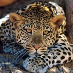 6 Pantanal notícias e divulgações