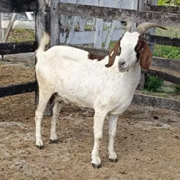 Cabra Bôer TOP podendo já está cheia
