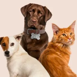 🐶 Adoção de Pets, Animais perdidos🐾