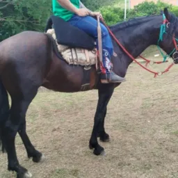 Rifa egua  + $$ 500 segundo prêmio!!