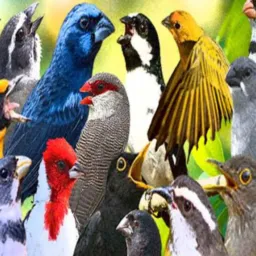 🦅Pássaro Macaé fibra 🦅