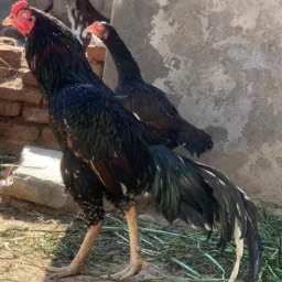CHAKWAL ASEEL & BIRDS BUY & SELL