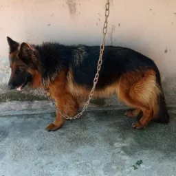 Dogs Lover 💖 Group Gujranwala