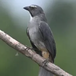 So pássaros