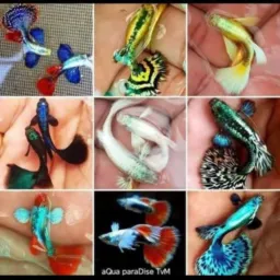 Amante do aquarismo 🐟🐟