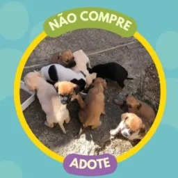 Amo animais . proibido vendas