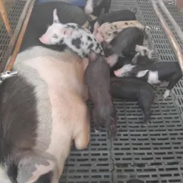 Rifa iJ suínos 🐖🐖