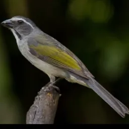Brique só de trinca