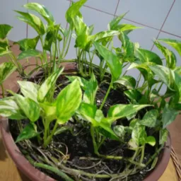 Mudas de Plantinhas 🌱A nossa terapia💚