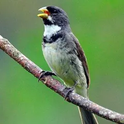 FEIRA DE JABOATÃO  ROLO É VENDAS 🐦