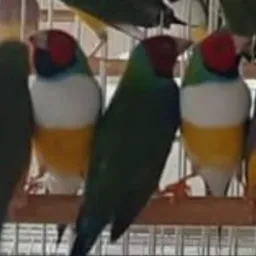 vendas trocas dê canários Astorga região