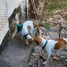 Grupo das rifa