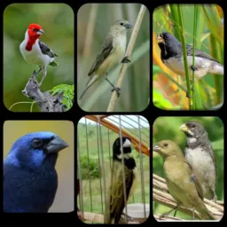 Rolo e Resenha PB 🦜