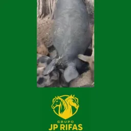 Rifa de porco pessedo dez @ top de luxo 🐷🐷🐷🐷🐷🐷🐷🐷