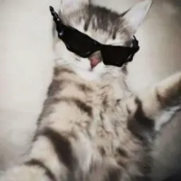🫶🏼😺Multiii e trocas on🤍😺