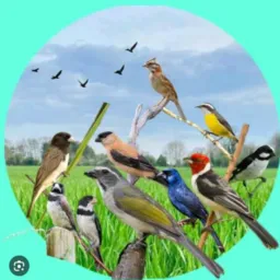 Passarinhos Rp Região Sem MiMiMi 🐦⬛🌱🍀