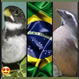 Passaros Luiz alves e região
