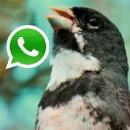 🛜Criadores On-line Bahia e Região✓
