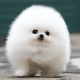 🐾🐾 CÃES TODAS AS RAÇAS 🐾🐾