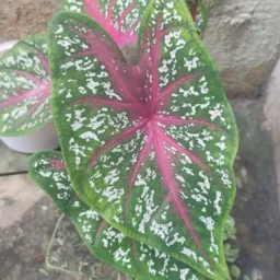 Plantas em geral (compra , venda e troca ) SJDR/MG