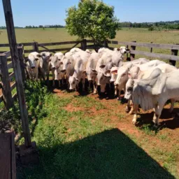 exclusivo gado e implementos agrícolas🐂🚜💥