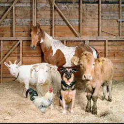 BREGANHA ITATIAIA 🐮🐓🦆🦚🐴🐶