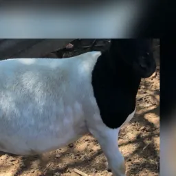 RIFA-SE MARRÃN DORPER 💥