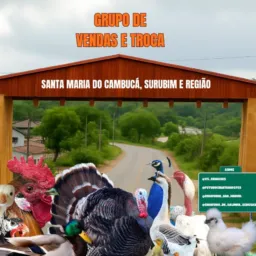 Compra venda e troca santa Maria do Cambucá Surubim e região