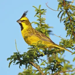 Passarinheiros de Canoas e Porto Alegre 🦜
