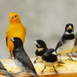 Top aves BH e região🦅🦆