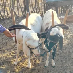 📢🚨🚨Rifa de um bode 🐐 🚨🚨📢