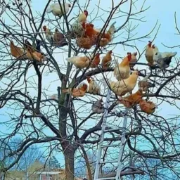 feira de galinha e animais de Caruaru🦆🐰🐓🐎