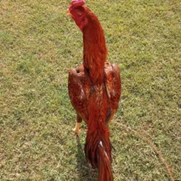 Venda e compra de aves de todas raça