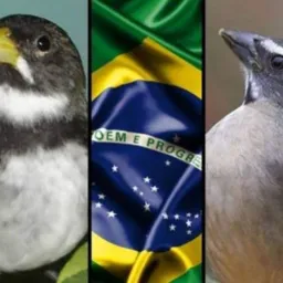 Paixão por pássaros