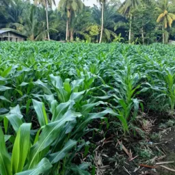 EDUKASI  AIl PLAFORM
