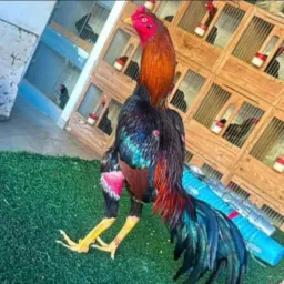 gurizada do  rolo de  Pelotas