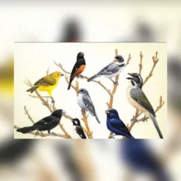 🦅 Club dos pássaros 🦅