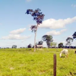 Amigos da Pecuária Norte Minas e Região