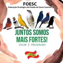 Pássaro D'Luxo(criação)x(experiencias)🦅💸🫰