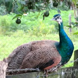 AVES  Ornamentais.  SC Região Norte
