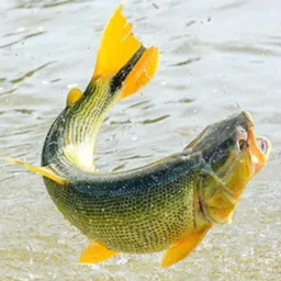 Pesca Raiz&Esportiva