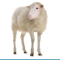 Rifa de um Carneiro 🐑