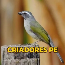 CRIADORES PE