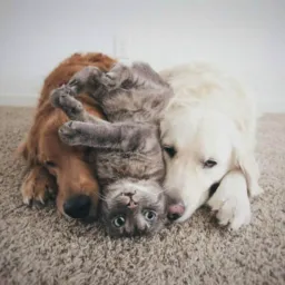 SOS Pets 🐶🐈🐴🤗