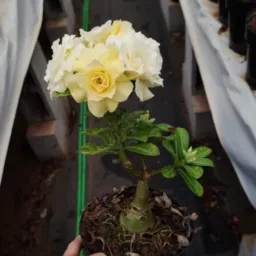 Vendas de suculentas &rosas do deserto