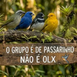 Passarinheiro de TIJUCAS SC 🐦⬛🦜