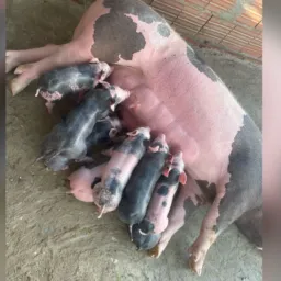 🐷✅ RIFA DE SUÍNOS PIETRAIN ✅🐷