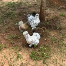 CRIADORES DE GALINHAS DA BAHIA