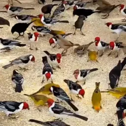 Grupo da passarada 🍃🕊️🦜